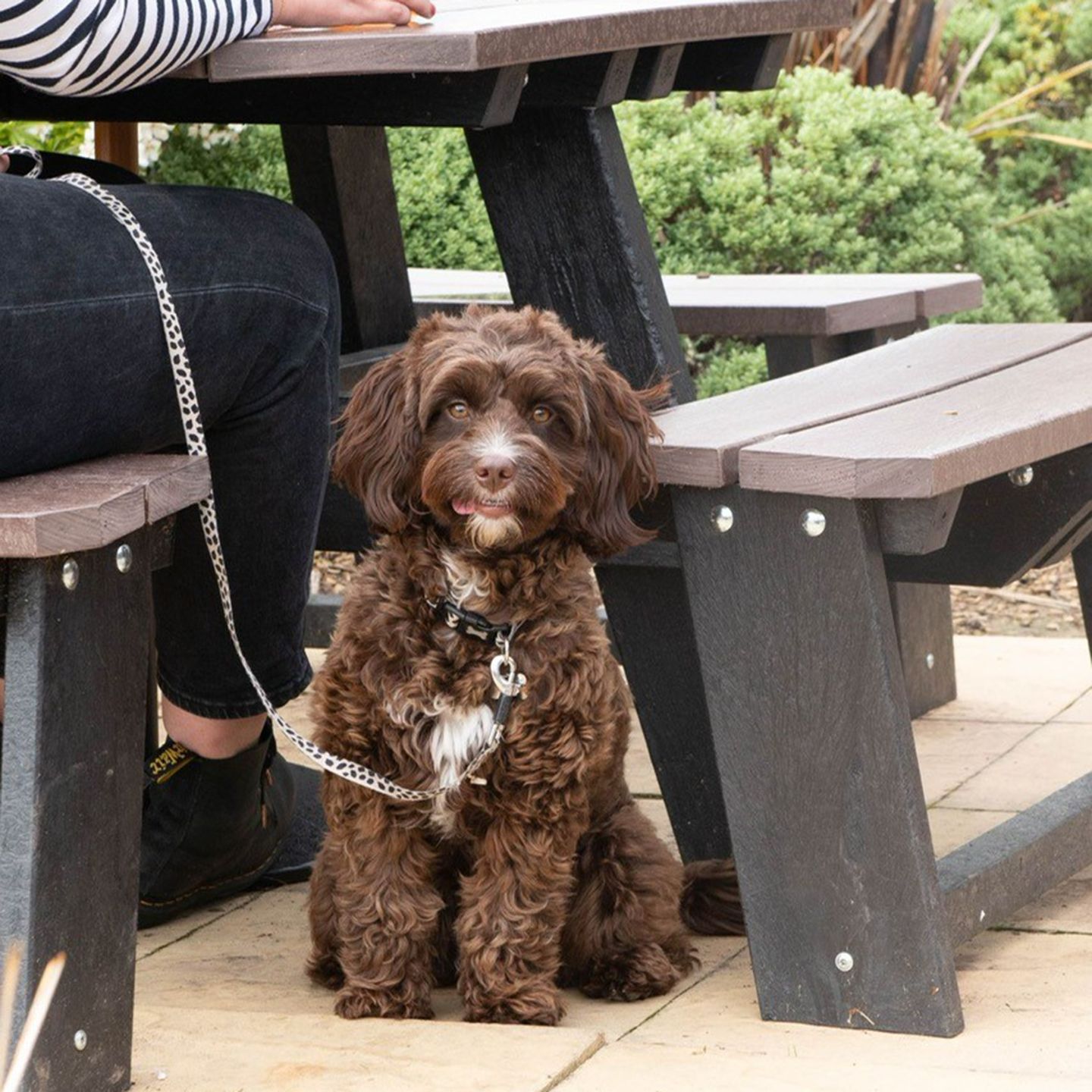 Your local dog friendly pub in NR Ashby de la Zouch